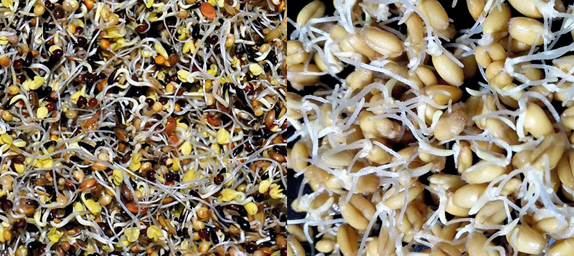 Imagen 4 – Germinado de mixtura (izquierda) y de trigo (derecha).